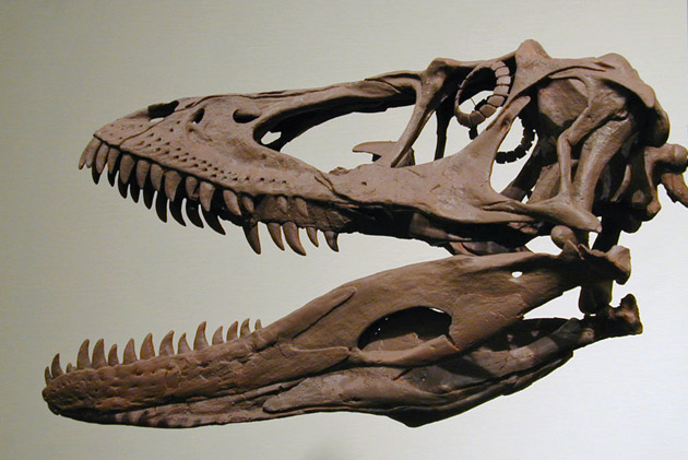 Череп дейнониха — представителя рода хищных ящеротазовых динозавров подотряда тероподов. National Museum of American History